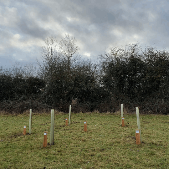 image of six silver birch saplings planted as part of the commemoration