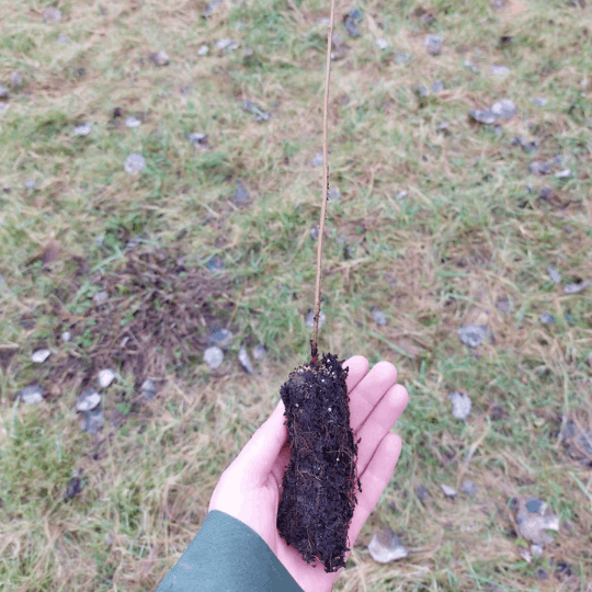 image of a tree sapling ready to be planted as part of Baby Loss Awareness week