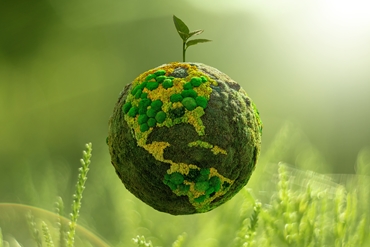 Plant Globe