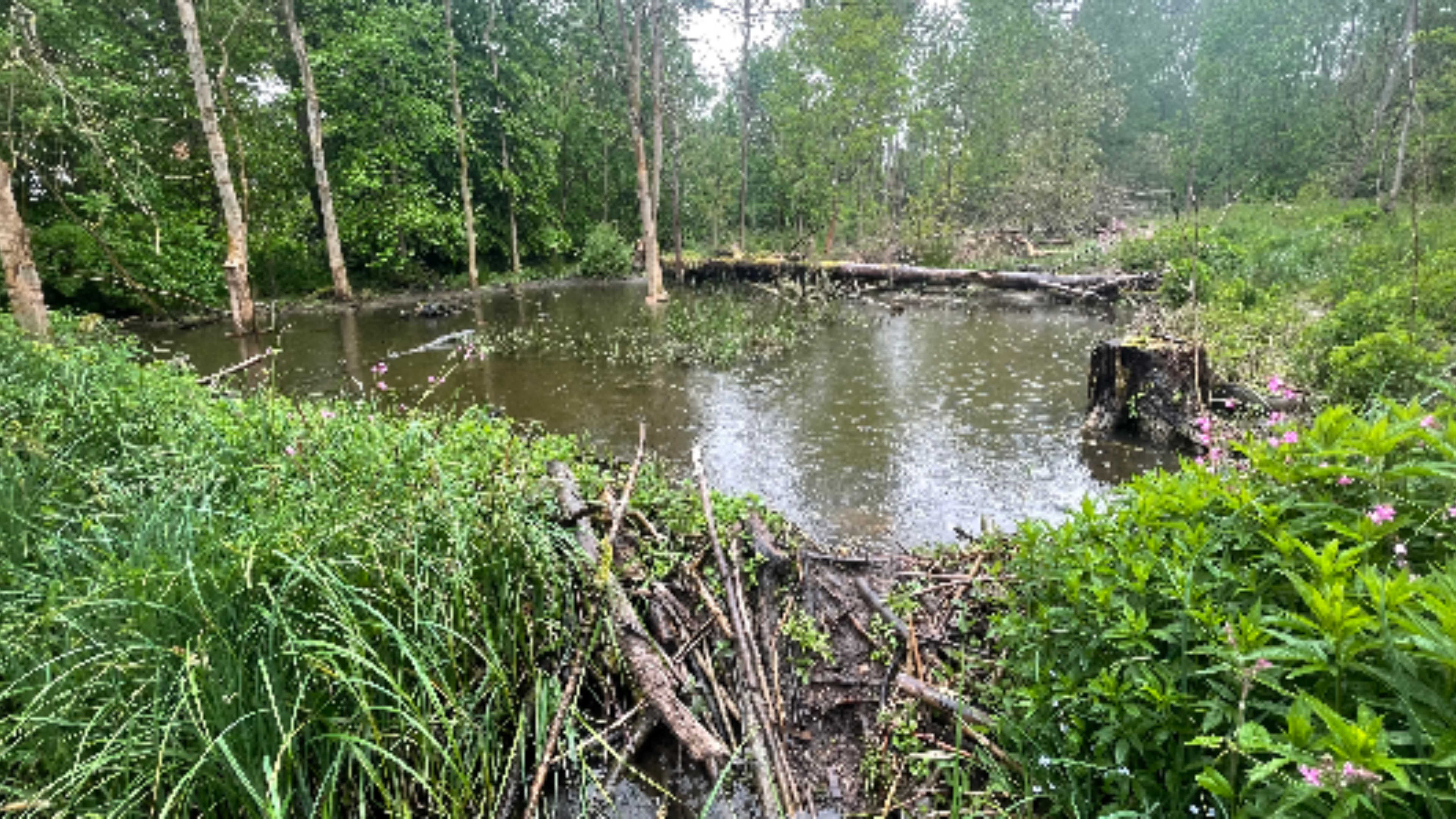 Spains Hall Estate Beaver Reintroduction project  