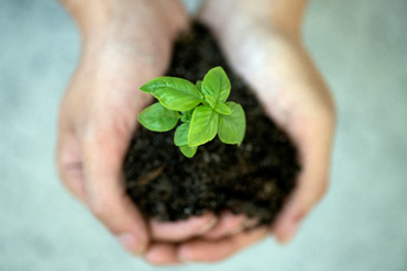 a photo of two hands holding a mound of earth with a small plant growing in it to represent growth and the natural world