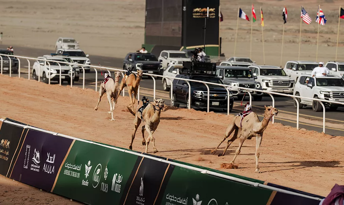 Camel race