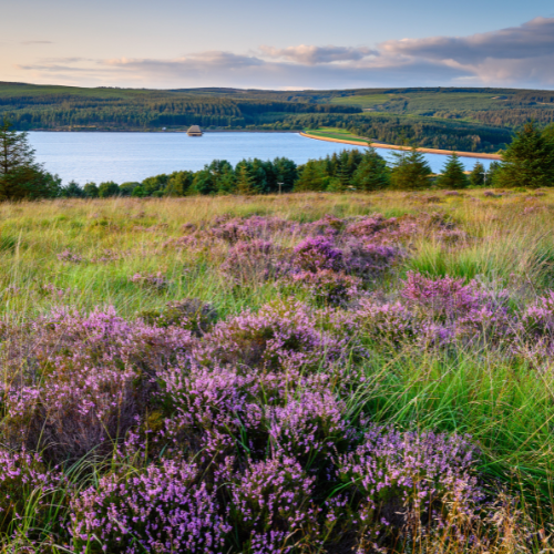 Kielder Water